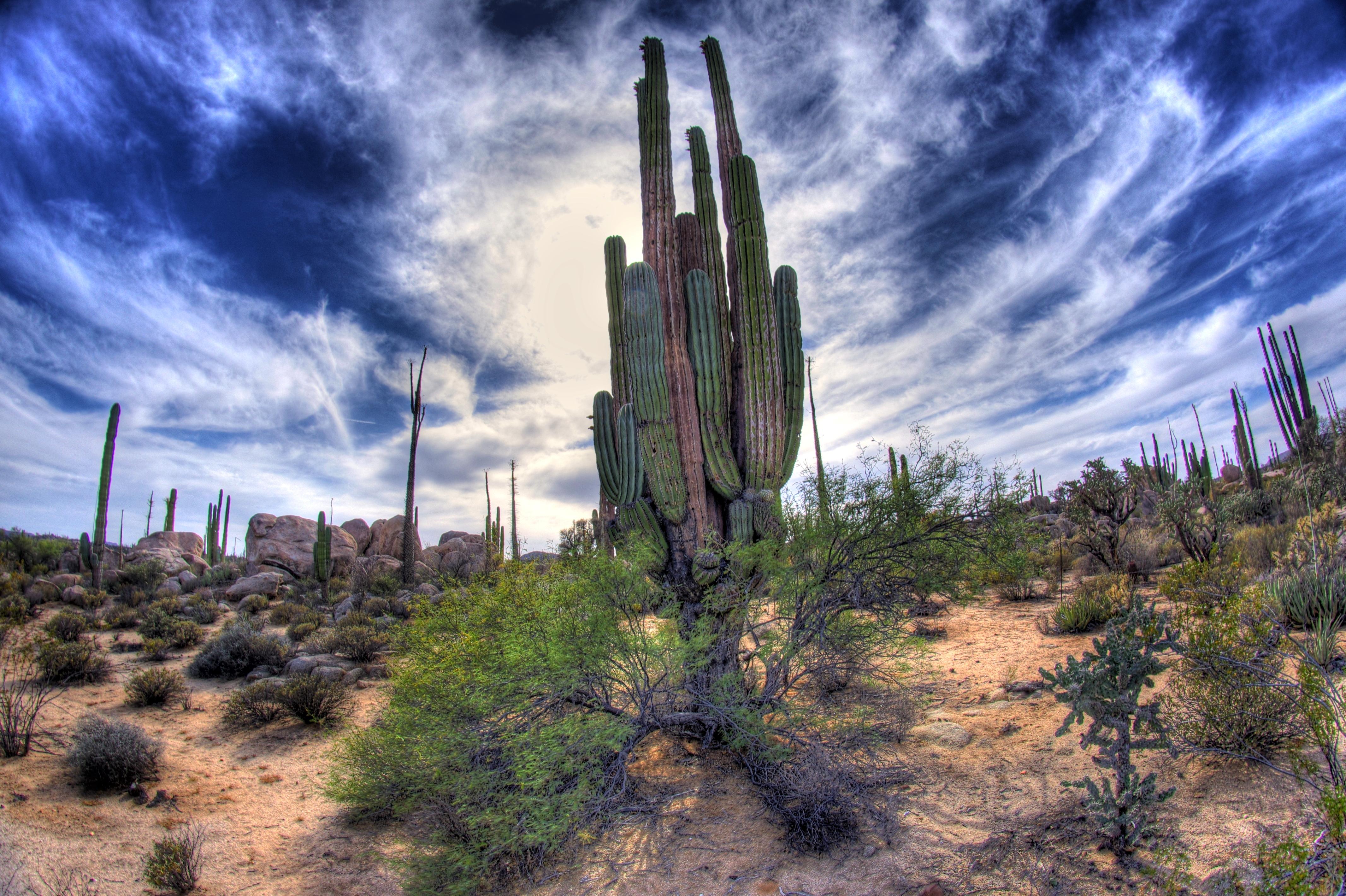 Cardón sahueso (Pachycereus pringlei), the tallest cactus species in the world.