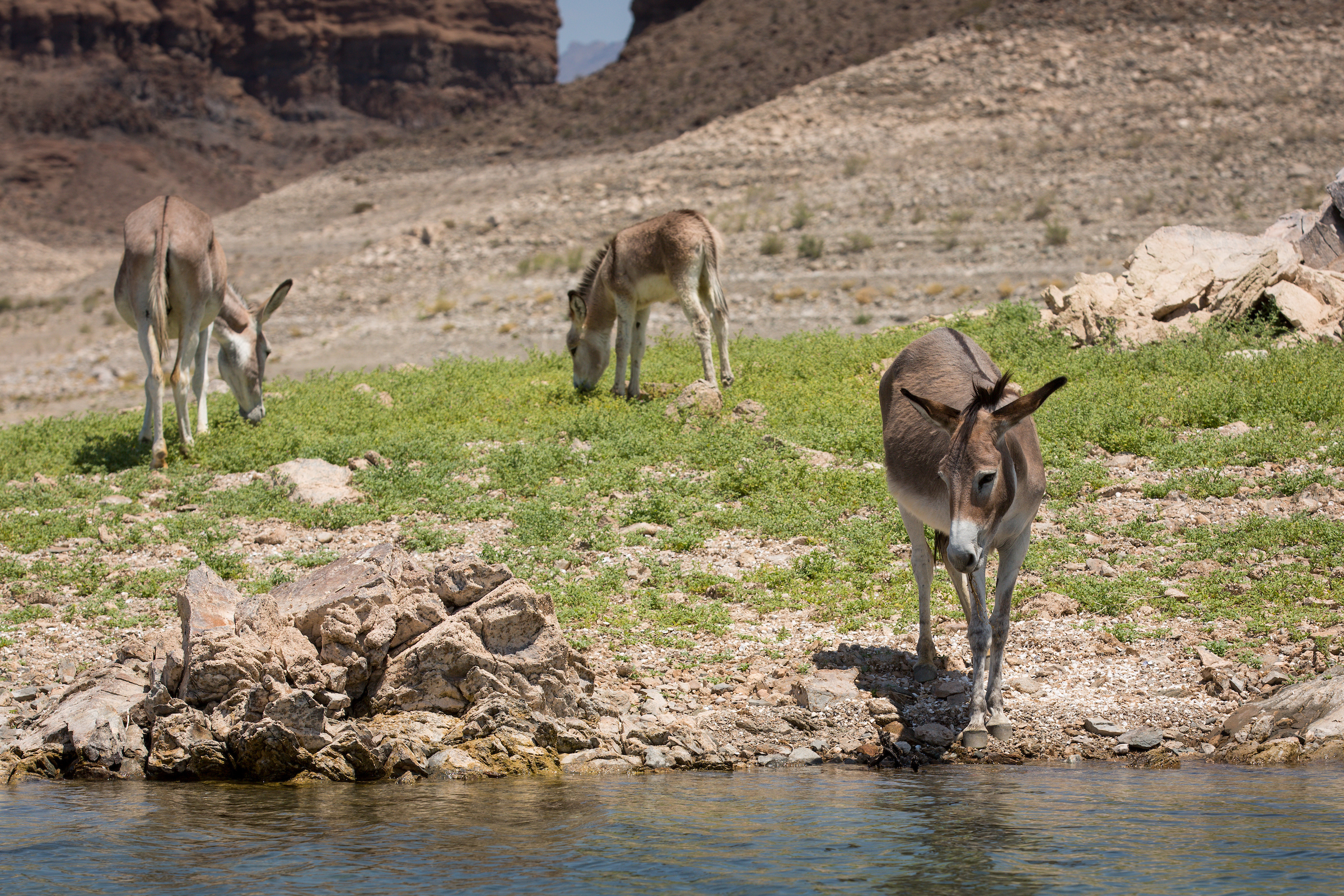 Wild burros drink from Lake Mead.