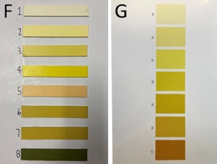 two urine color charts side by side, the one on the left depicting eight colors and the one on the right depicting seven colors, each color indicating a different level of hydration