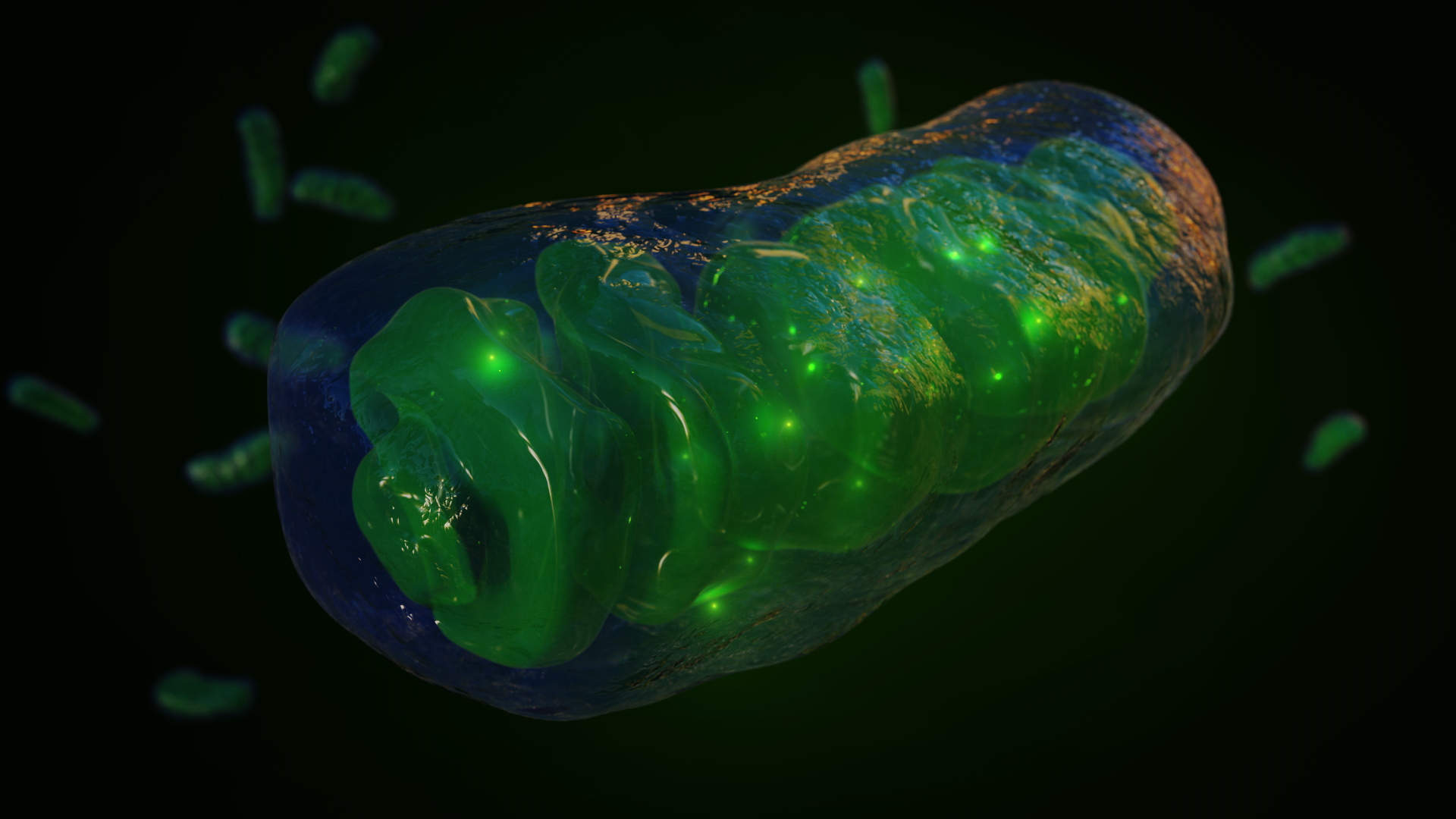 Graphic illustration of mitochondria.