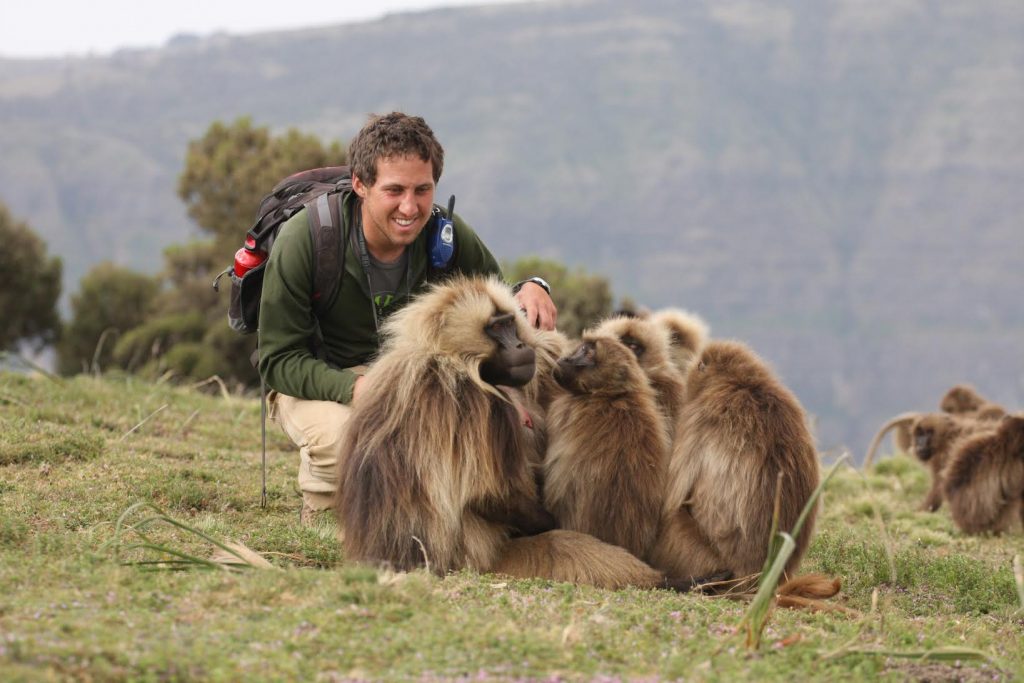 ASU Assistant Professor Noah Snyder-Mackler sitting in the grass with a herd of gelada monkeys.