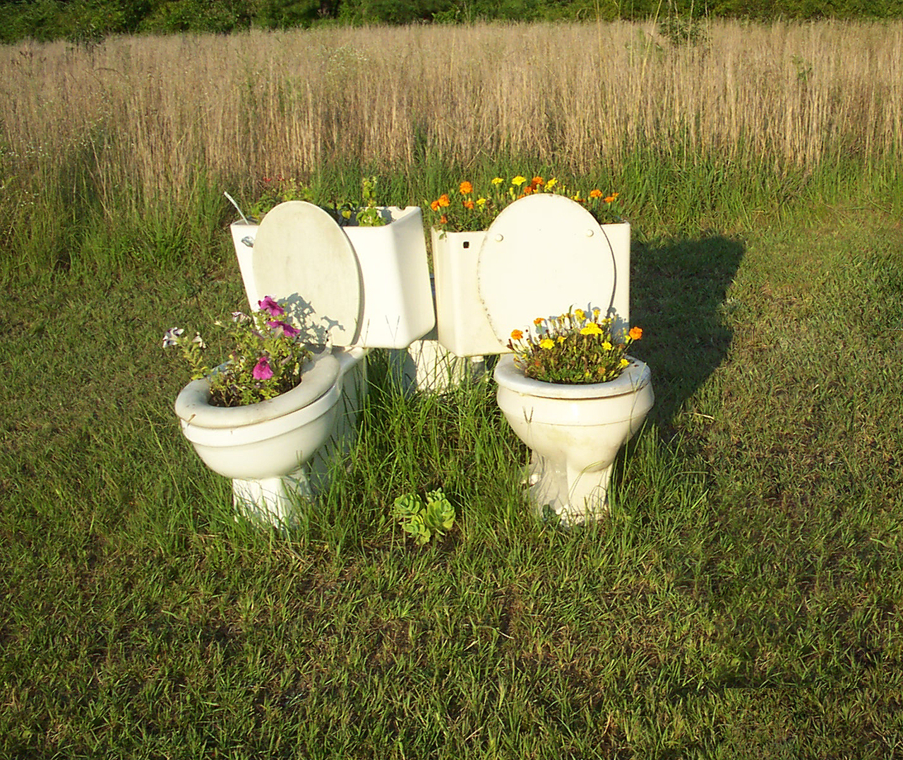Grass growing out of twin toilets