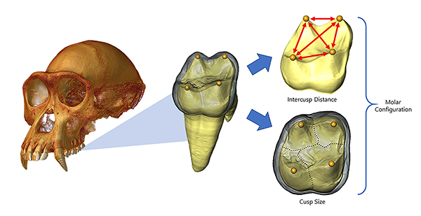 Model of molar cusps