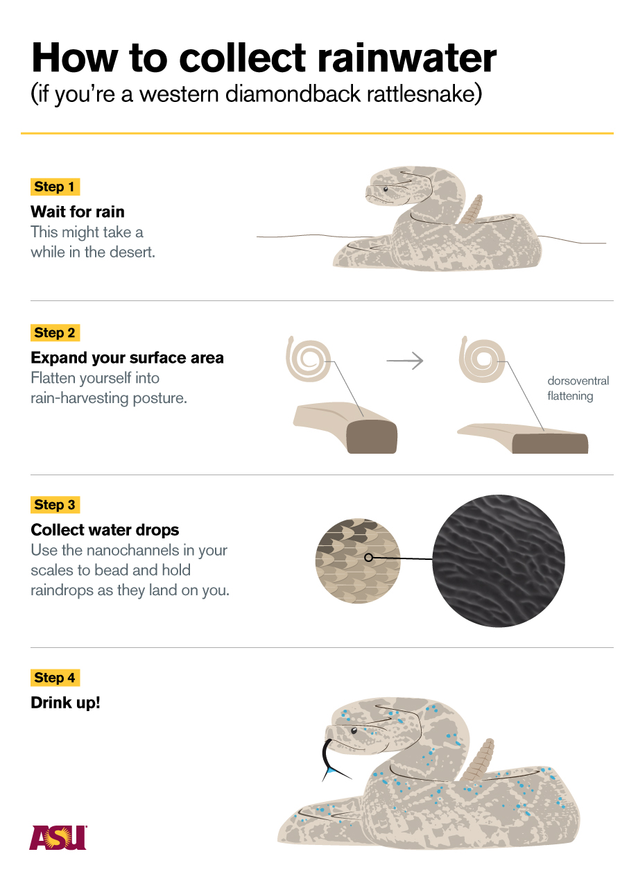 rattlesnake graphic