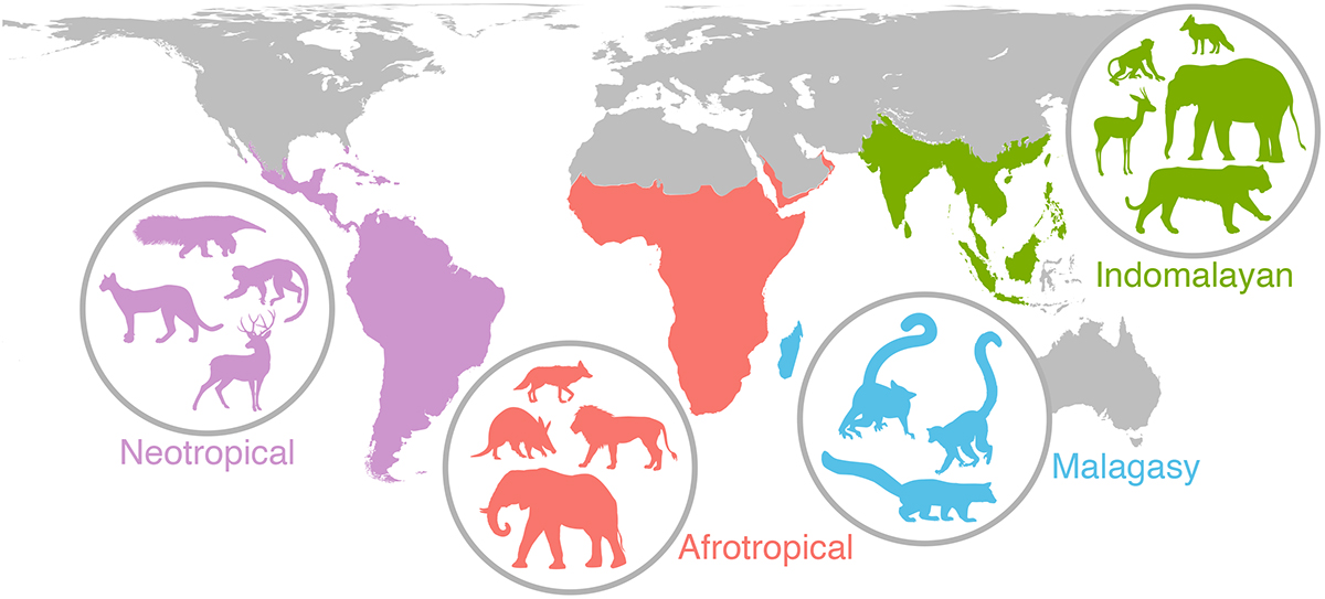 Global mammal map