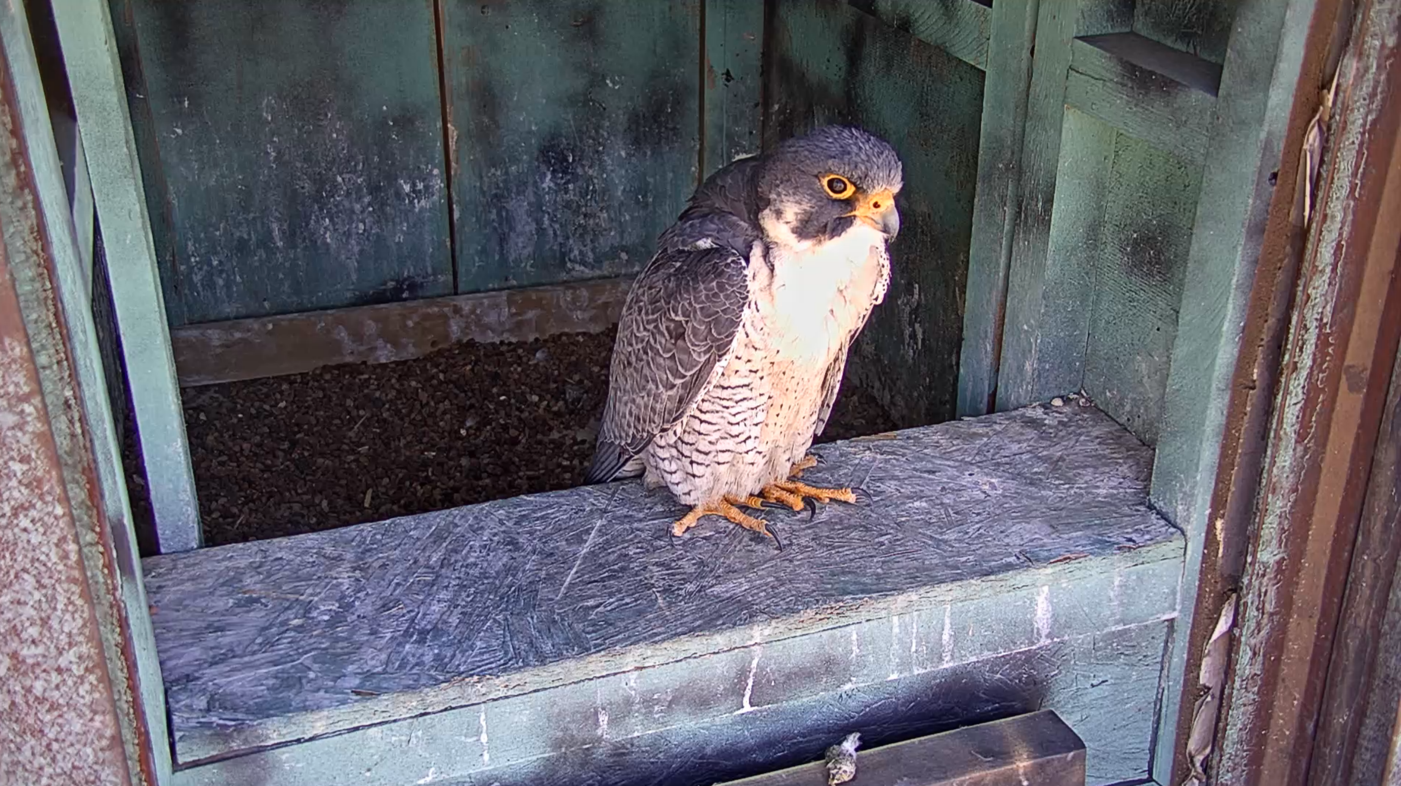 A screenshot from a webcam of a peregrine falcon.