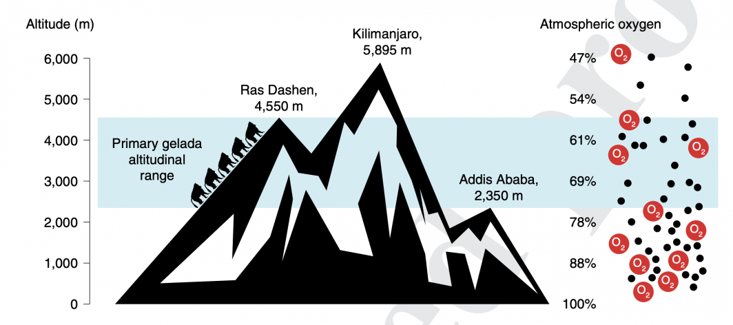 Illustration showing the decreasing oxygen available with high altitudes.