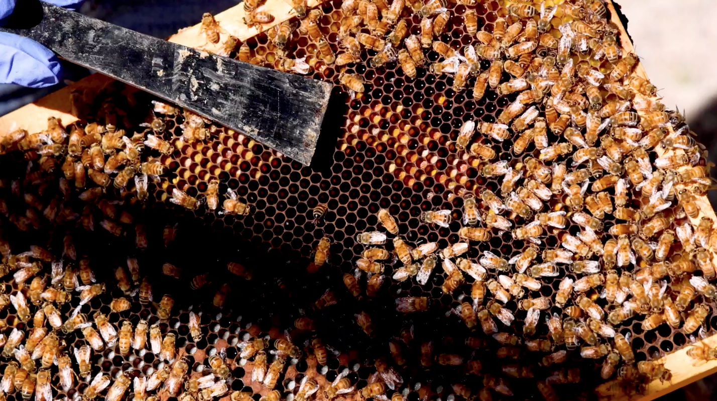 PLAN BEE: What the master beekeeper program is all about, News