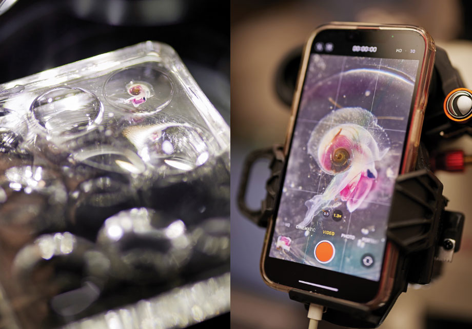 Heteropod seen under microscope and on iPhone