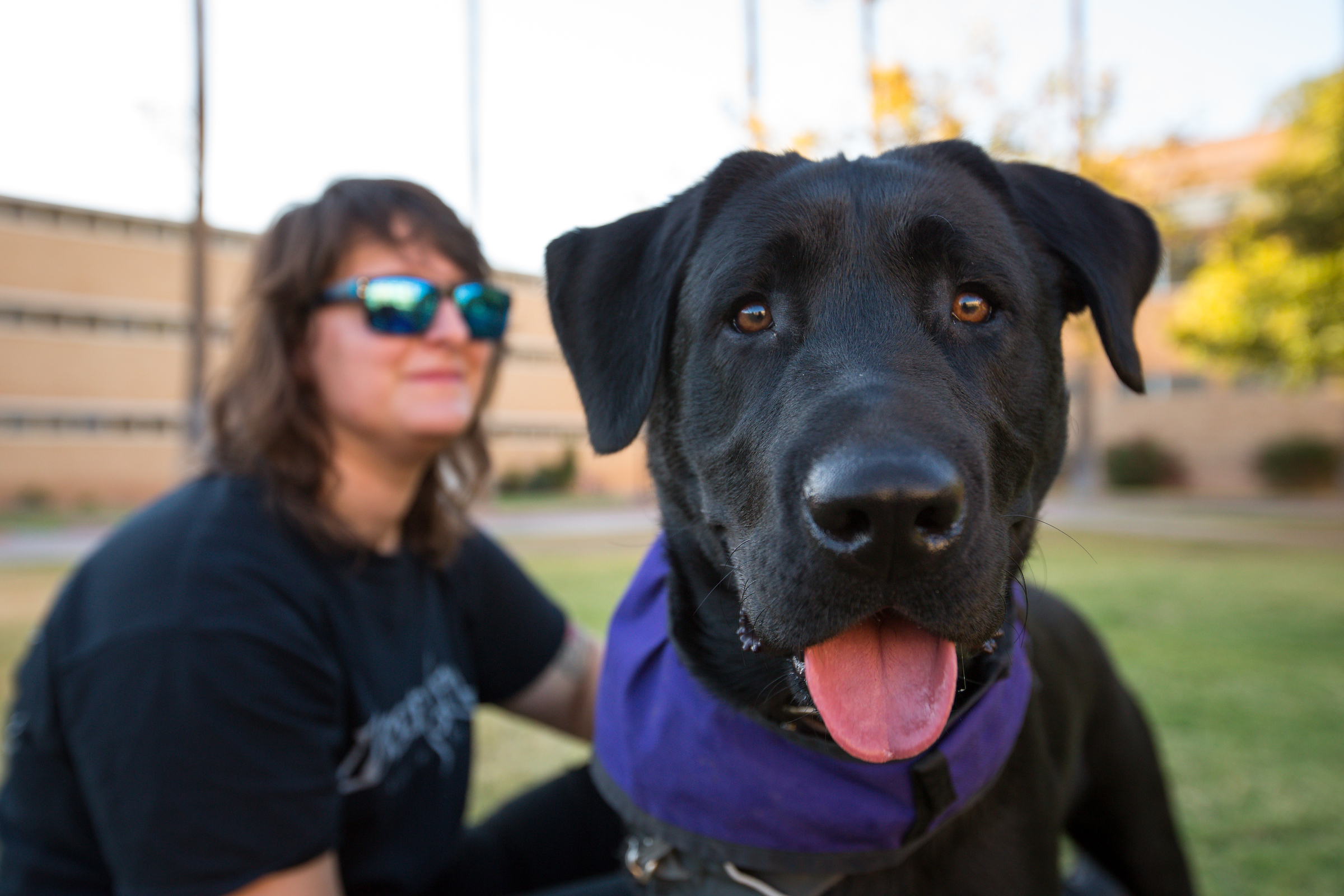 Arizona State University on X: Adorable dog? ✓ In ASU swag? ✓ Send us pics  of your 