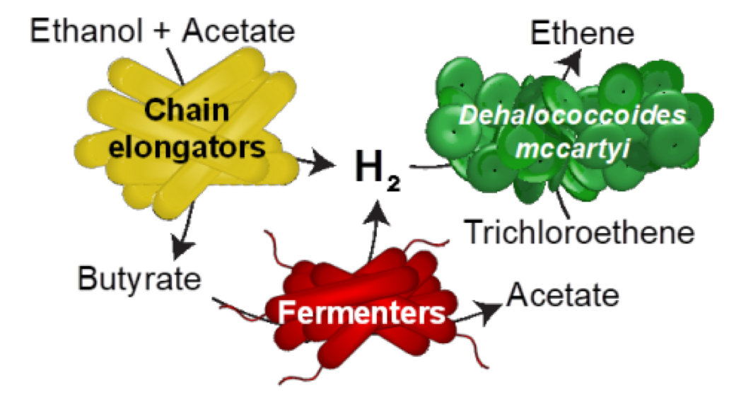 schematic shows how chain elongating and fermenting microorganisms provide hydrogen