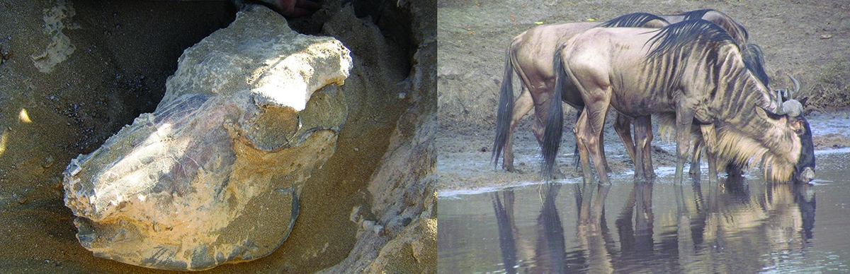 Side-by-side images of a wildebeest fossil skull and its modern, living analogue.