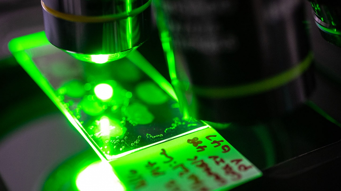 green light from a microscope shines on a slide