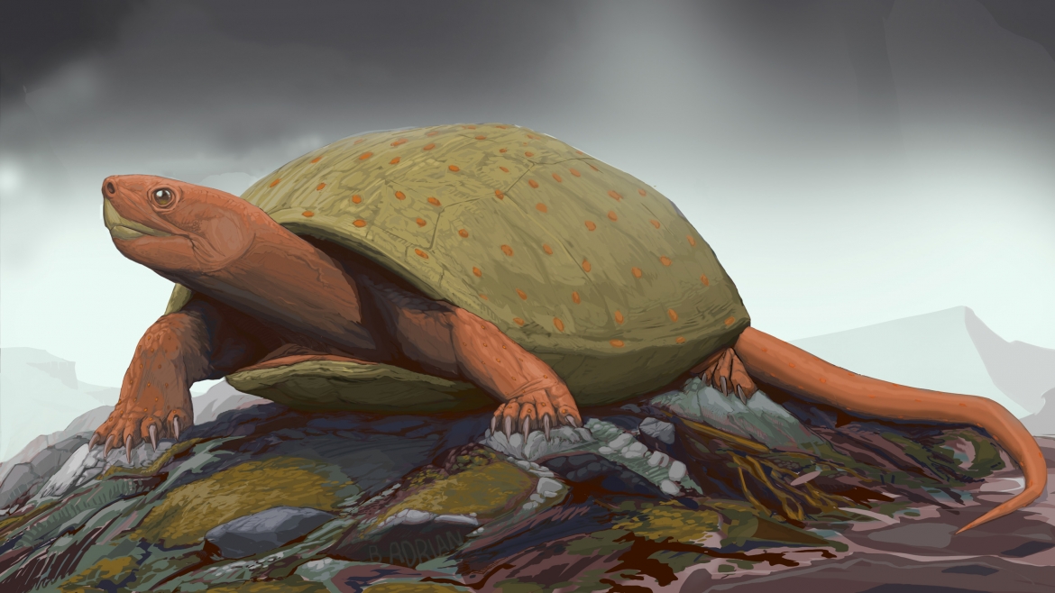 Discovery Of 90-million-year-old Turtle Fossil Reveals A New Species ...