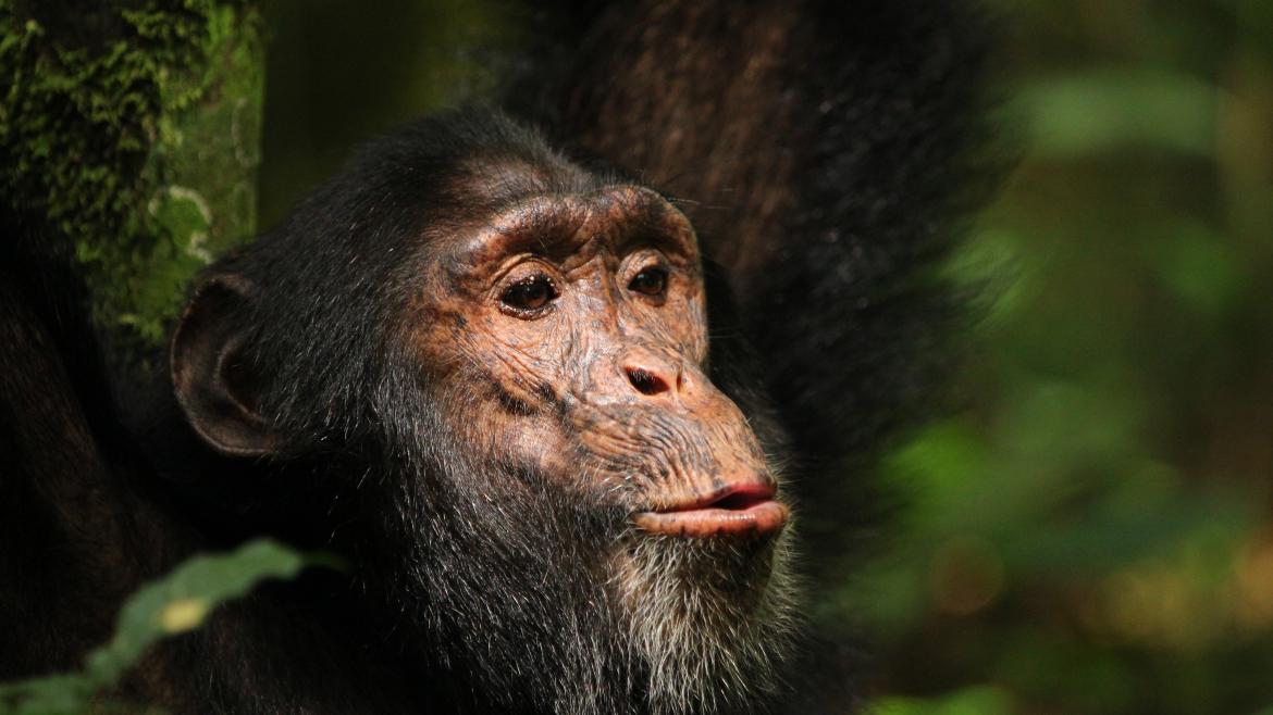 An adult chimp.