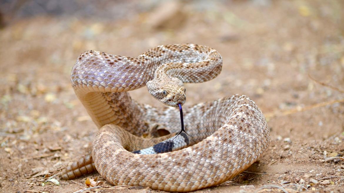 How to avoid getting bitten by a rattlesnake | ASU News