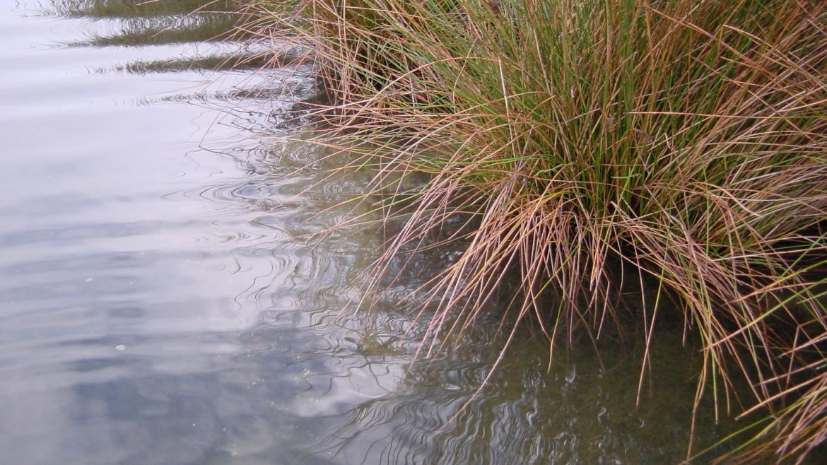 Some reeds and grasses grow at the edge of a river.