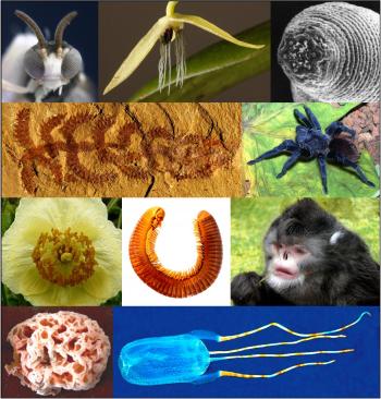 composite of top 10 new species 2012