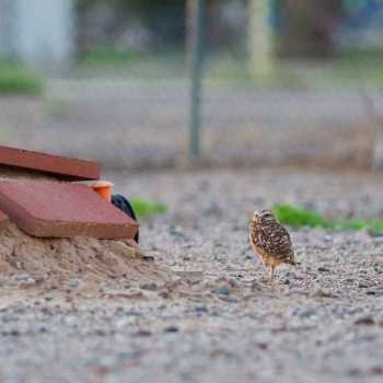 A burrowing owl stands near entrance to underground habitat entrance at ASU Polytechnic campus in August 2021 