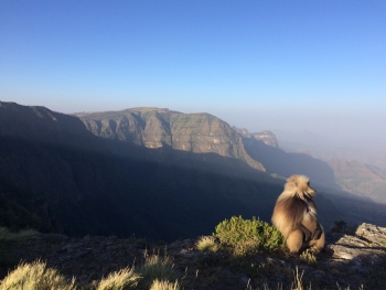 A male gelada along the escarpment in the Simien Mountains National Park.