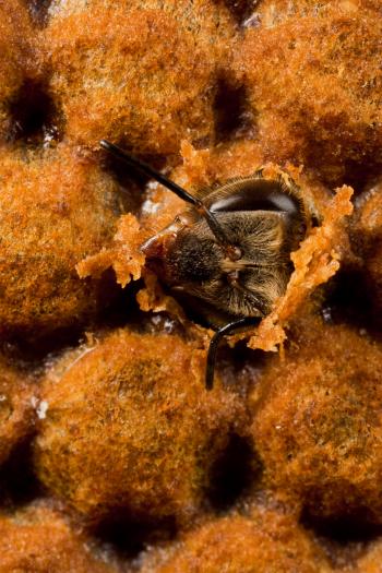 A new-born honey bee worker (Apis mellifera) breaks free from her nursery chambe