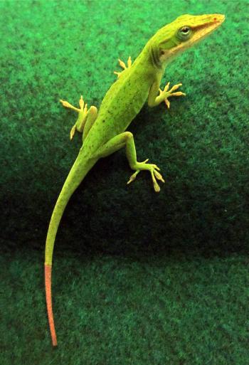 Researchers discover that regenerated lizard tails are different from originals