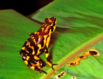 An atelopus varius, a frog species previously believed to be extinct