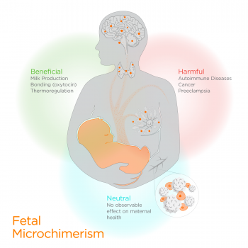 An illustration shows that fetal cells may have an influence on a mother's body