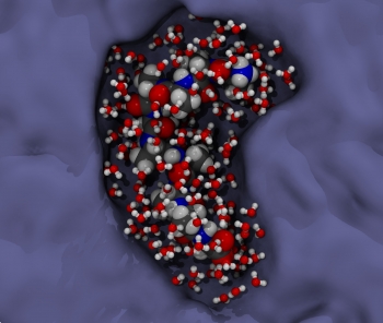 Model of water molecules interacting with protein