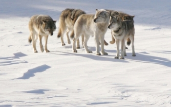 A pack of wolves in a snowy landscape.