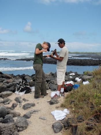 Susannah French studies how iguanas respond to environmental changes.