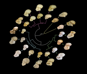 circular evolutionary tree skull growth