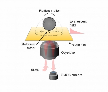 graphic showing the basic experimental setup for Surface Plasmon Resonance Microscopy (SPRM)