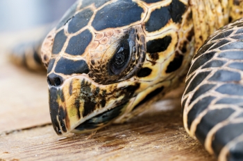 Close-up shot of the head of an East Pacific hawksbill turtle.