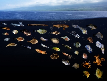 Fish diversity in surface slicks 