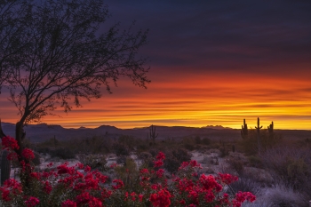 A desert sunset with flowers in the foreground.