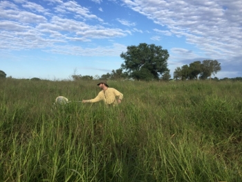 ASU PhD Jacob Youngblood using a net to capture locusts in a field.