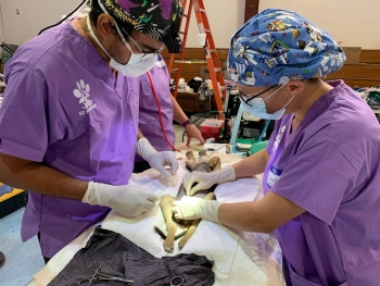 Two people in scrubs performing surgery on a dog.