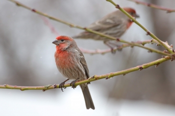 House finch on a branch.