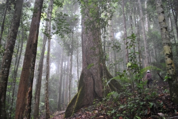  Primary tropical rainforest in Borneo