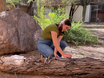 Arizona State University School of Life Sciences Maddie Ostwald conducting research outside