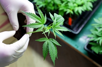 Gloved hands handle a cannabis plant.