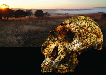 paranthropus skull