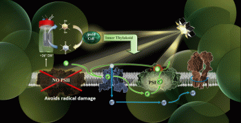 Graphic depicting a novel microbial electro-photosynthetic system (MEPS), which uses a genetically engineered microbe that lacks Photosystem II, and can therefore accommodate significantly high light intensities and continue photosynthetic activity.