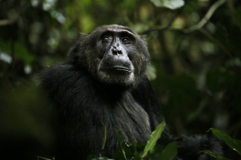 A chimpanzee looking off into the distance surrounded by greenery.