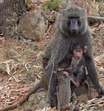 Mother and baby baboon.