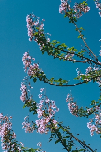 Blooming pink flowers on a tress branch against a bright blue sky.