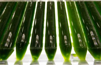 Test tubes of algae.