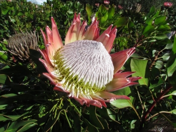 Close-up photo of a protea plant.