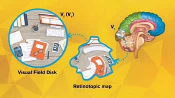 human brain mapping research
